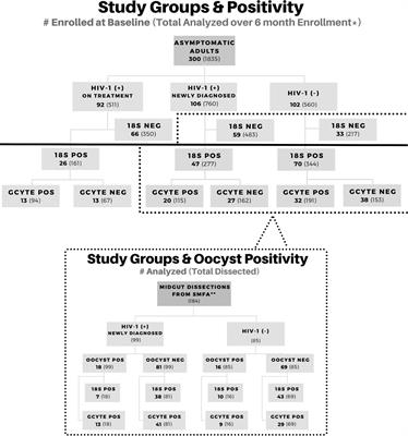 Longitudinal impact of asymptomatic malaria/HIV-1 co-infection on Plasmodium falciparum gametocyte transcript expression and transmission to Anopheles mosquitoes